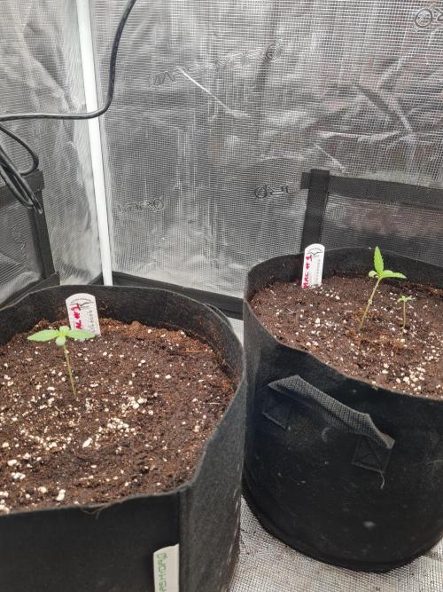 Auto Mac#1 & Auto oh my gushers. Week 1