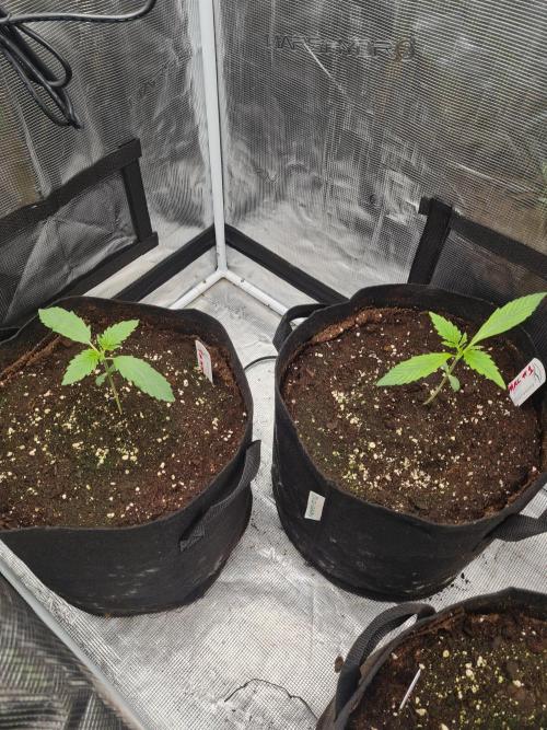 Auto Mac#1 & Auto oh my gushers. Week 2
