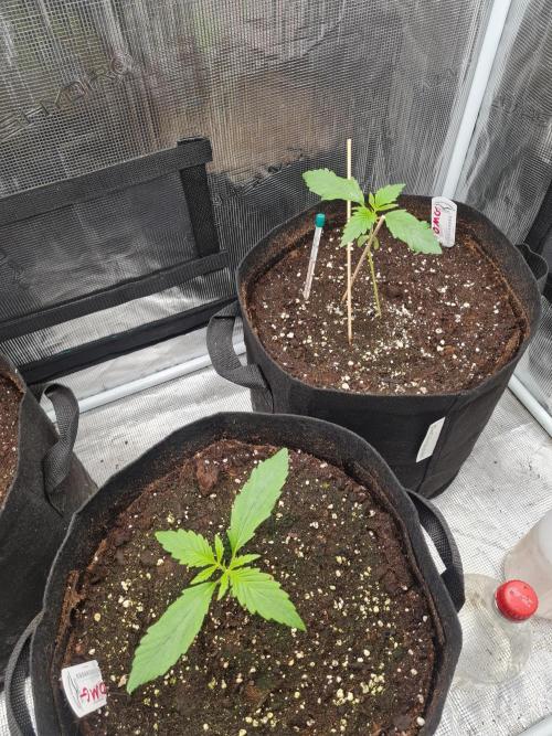 Auto Mac#1 & Auto oh my gushers. Week 2