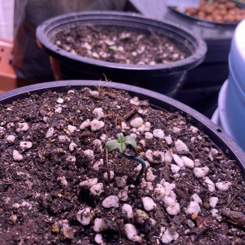 Larry OG Kush. Week 1