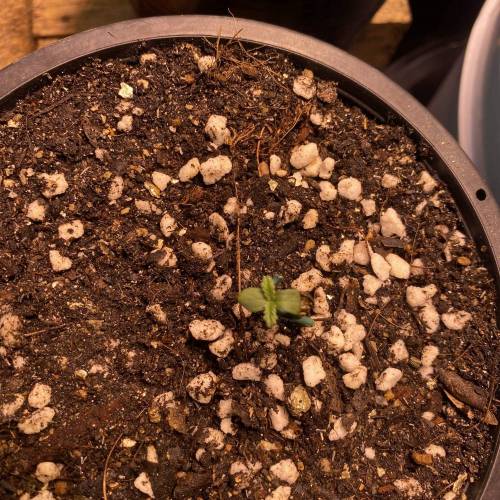 Larry OG Kush. Week 1