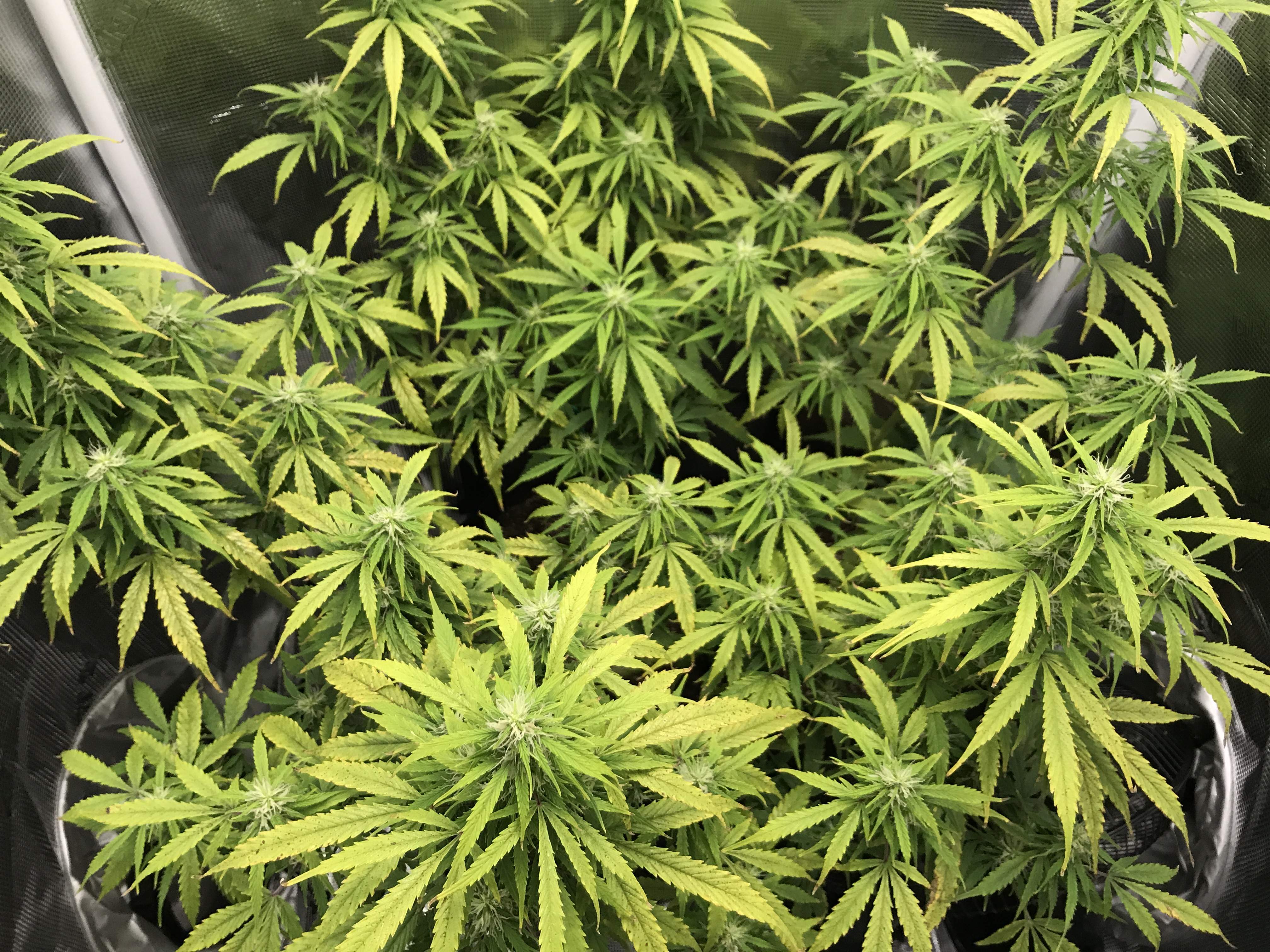 ILGM Gorilla Glue Autoflower grow diary (journal) week9 by Kabob_Saget