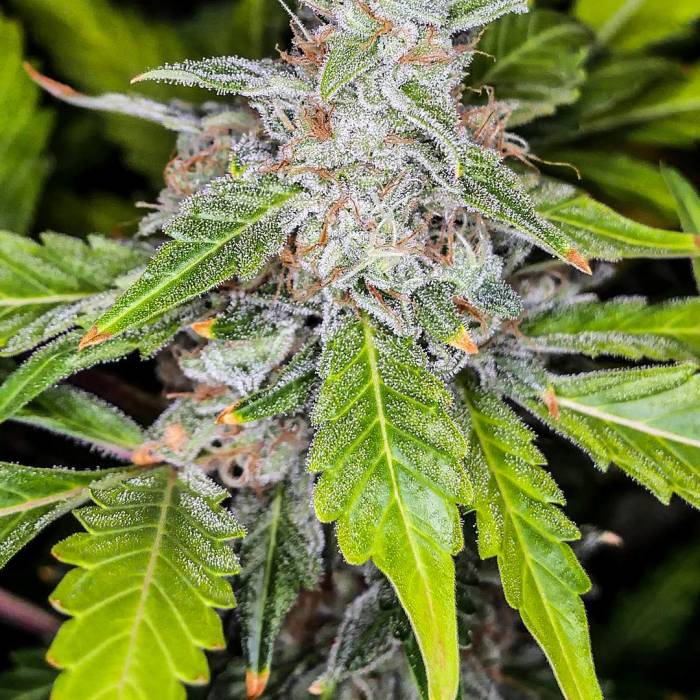 Blahuyvyioglug. Week 8