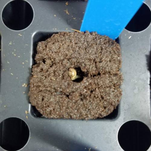 Blahuyvyioglug. Week 1