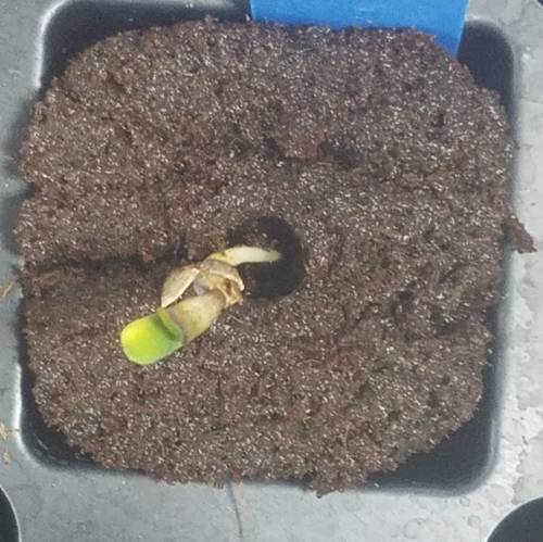 Blahuyvyioglug. Week 1