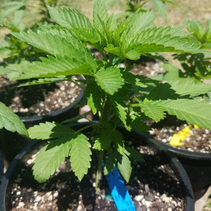 Blahuyvyioglug. Week 5