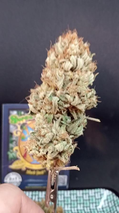 Black Jack .... Lets black ....growz test