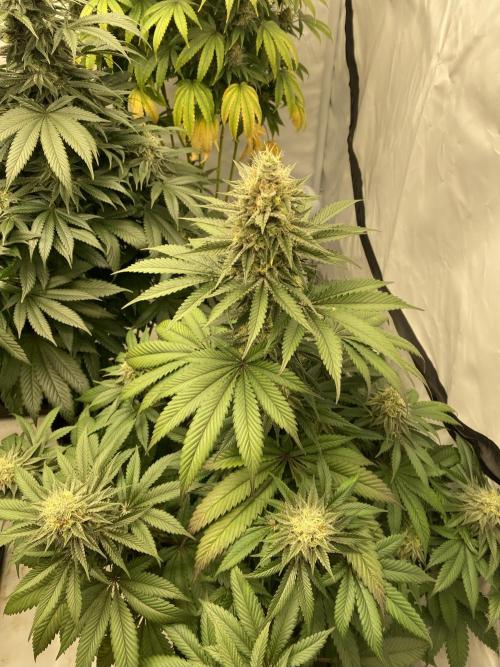 Barney´s for my own pleasure. Week 12