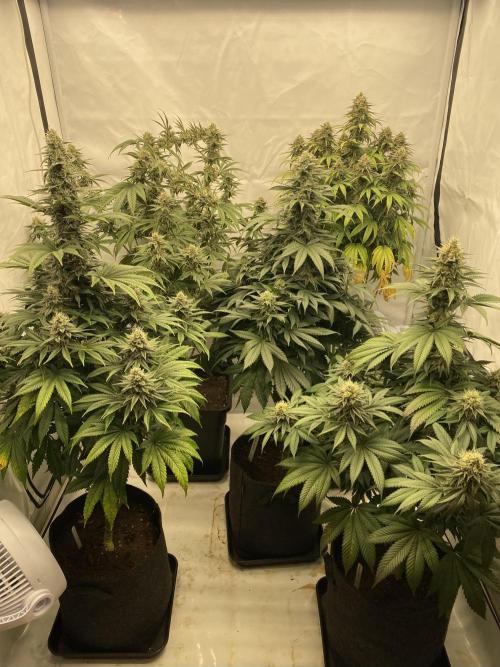 Barney´s for my own pleasure. Week 13