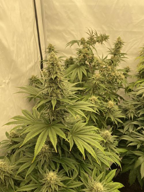 Barney´s for my own pleasure. Week 13