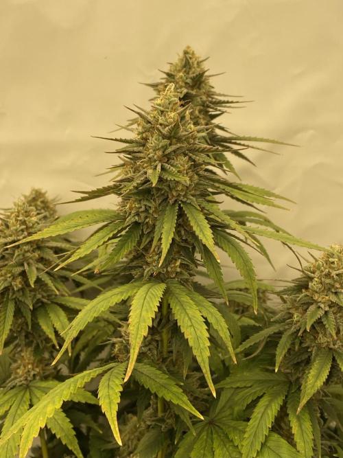 Barney´s for my own pleasure. Week 13