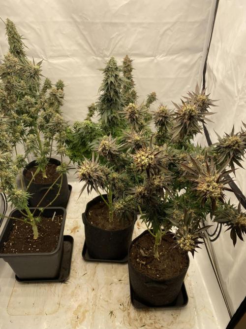 Barney´s for my own pleasure. Week 14