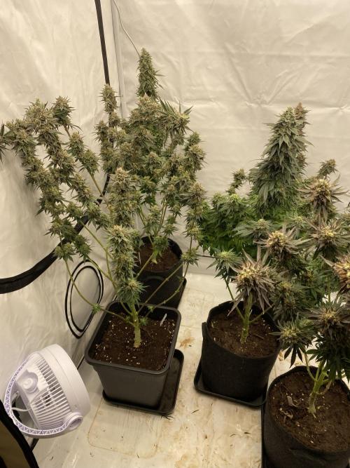 Barney´s for my own pleasure. Week 14