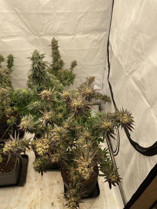 Barney´s for my own pleasure. Week 14