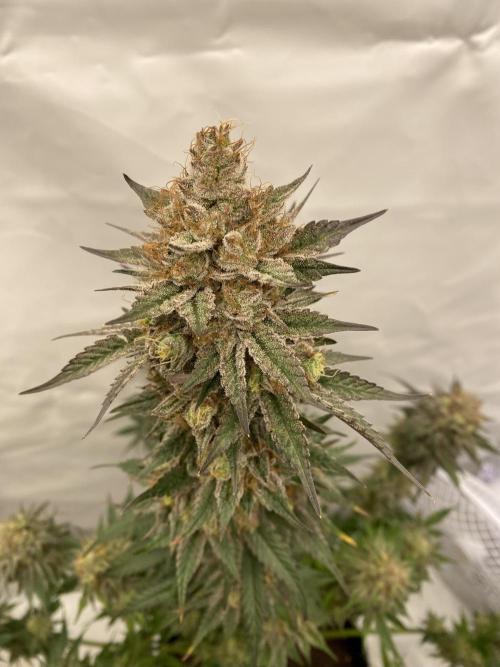 Barney´s for my own pleasure. Week 14