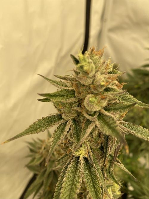 Barney´s for my own pleasure. Week 14