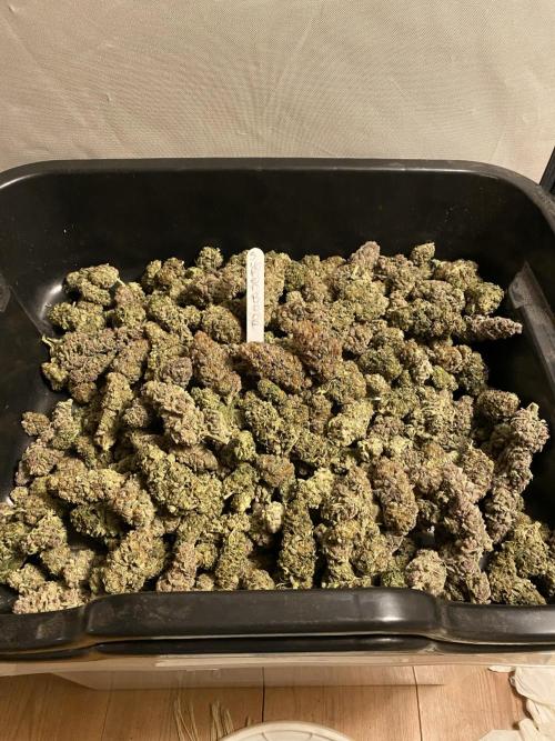 Barney´s for my own pleasure. Week 15