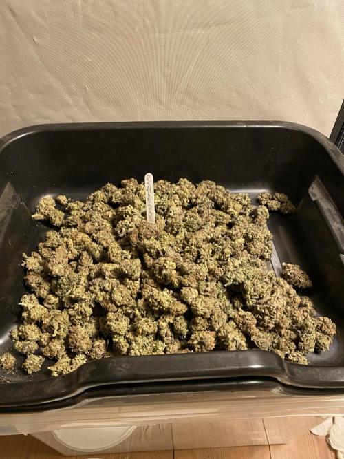 More Barney´s for my own pleasure. Week 16