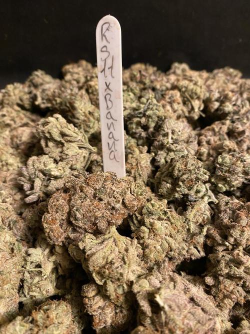 More Barney´s for my own pleasure. Week 16