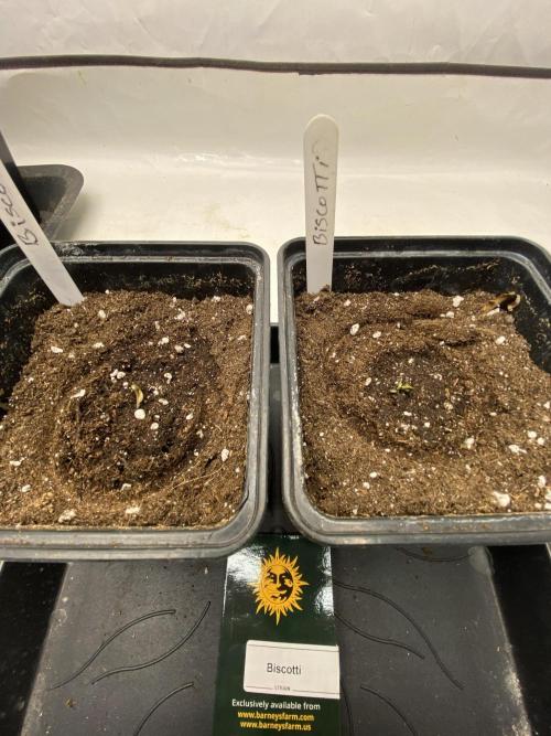 Barneys Biscotti. Week 0