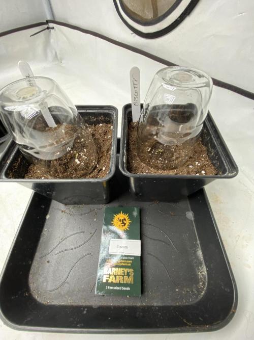 Barneys Biscotti. Week 0