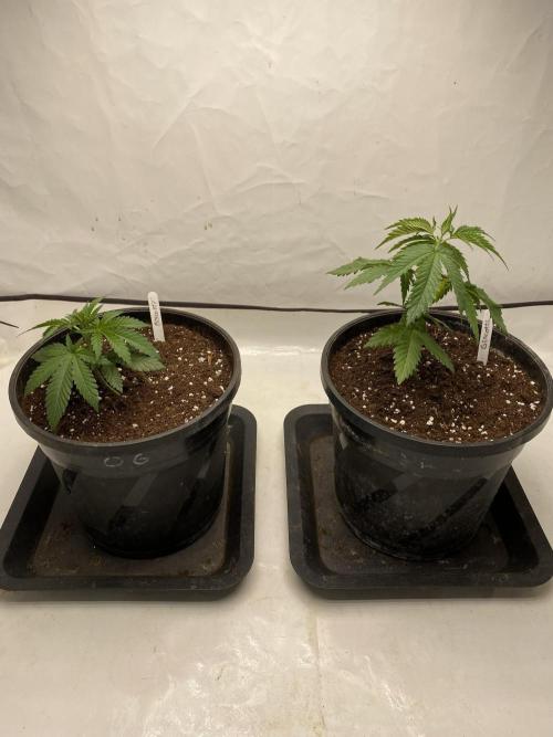 Barneys Biscotti. Week 1