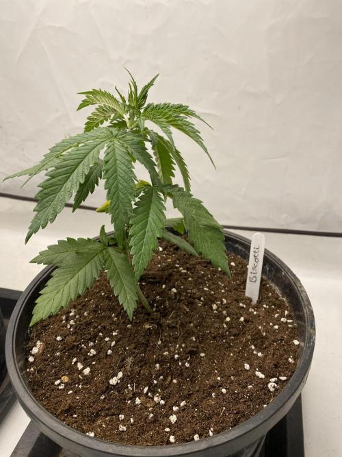 Barneys Biscotti. Week 1