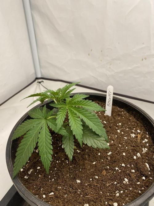 Barneys Biscotti. Week 1