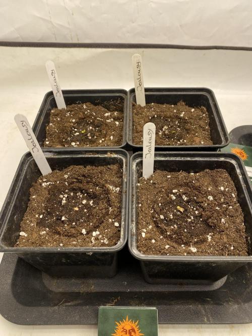 Barneys Jealousy. Week 0