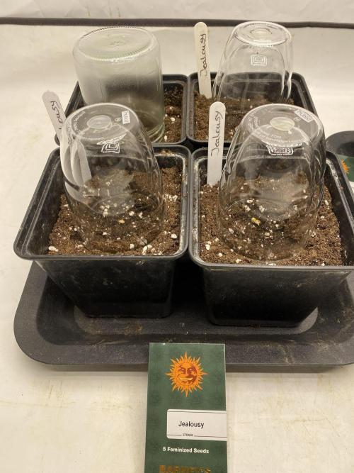 Barneys Jealousy. Week 0