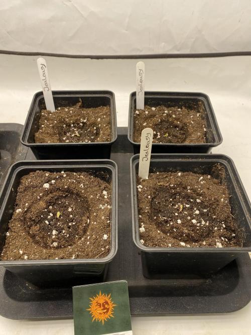 Barneys Jealousy. Week 0