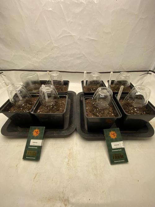 Barneys Jealousy. Week 0