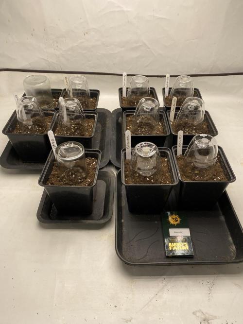 Barneys Jealousy. Week 0