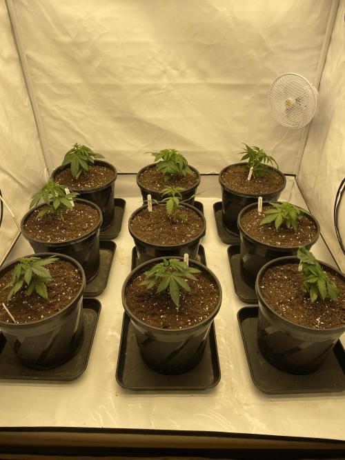 Barneys Jealousy. Week 1