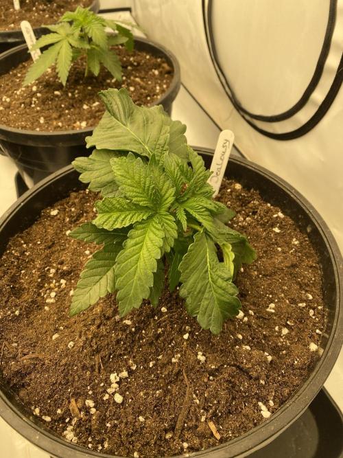 Barneys Jealousy. Week 1