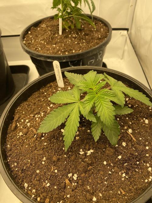 Barneys Jealousy. Week 1