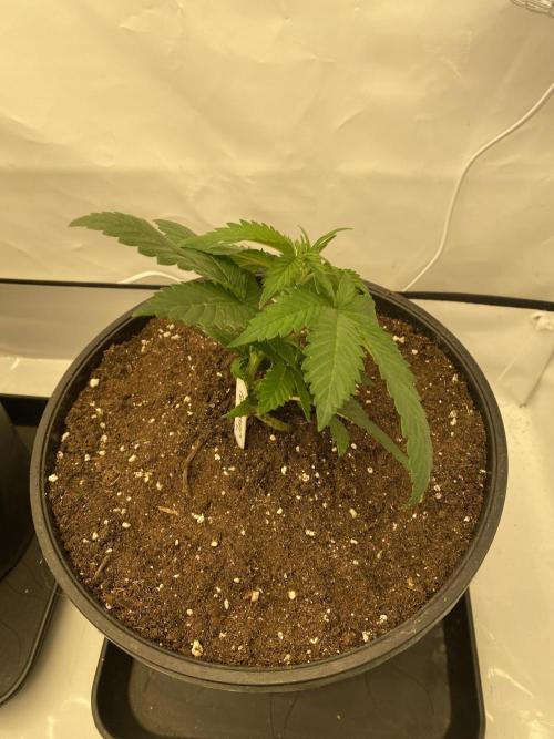 Barneys Jealousy. Week 1