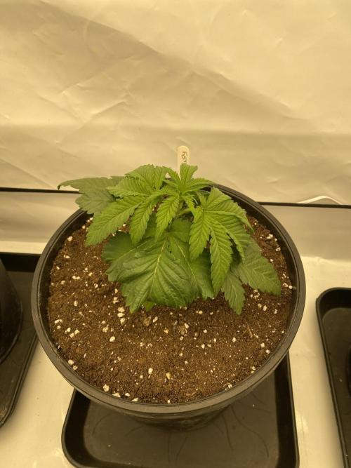 Barneys Jealousy. Week 1