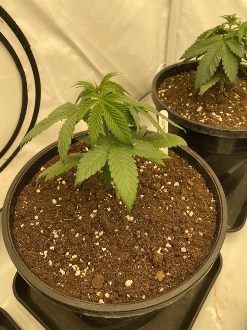 Barneys Jealousy. Week 1