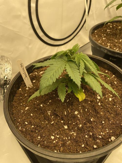 Barneys Jealousy. Week 1