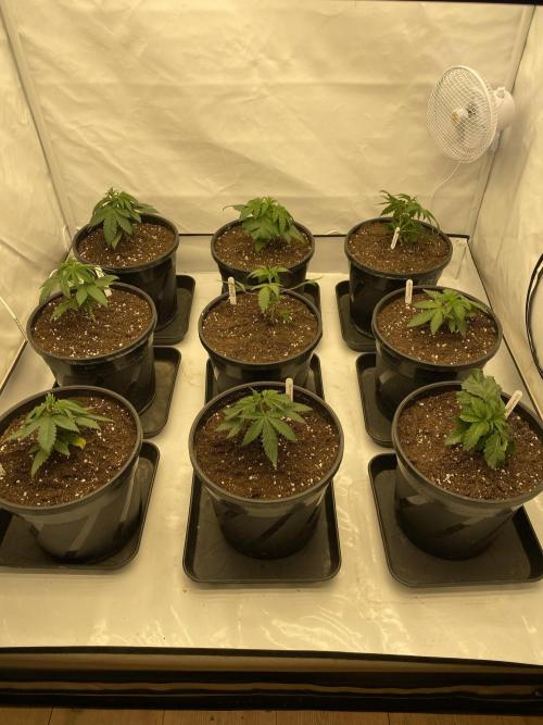 Barneys Jealousy. Week 1