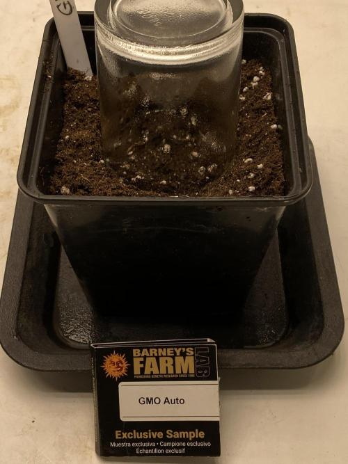 Barneys GMO Auto. Week 0