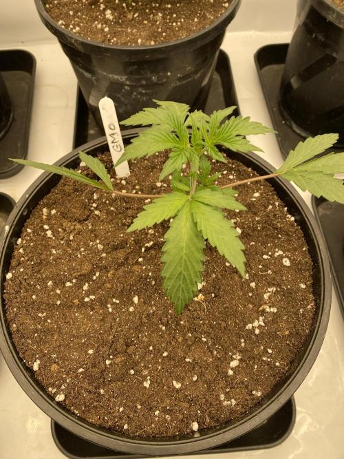 Barneys GMO Auto. Week 1