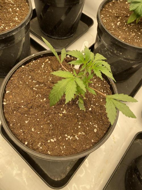 Barneys GMO Auto. Week 1