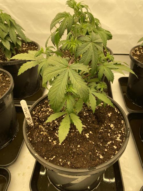 Barneys GMO Auto. Week 2