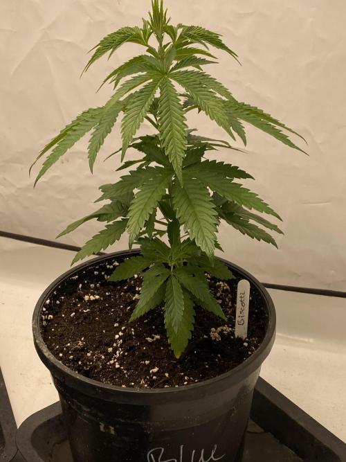 Barneys Biscotti. Week 2