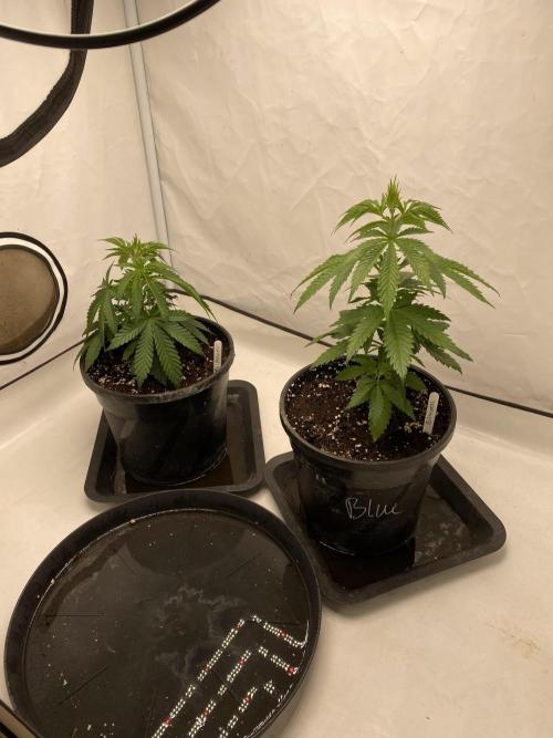 Barneys Biscotti. Week 2