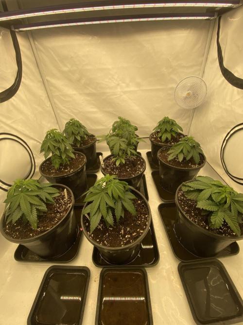 Barneys Jealousy. Week 2