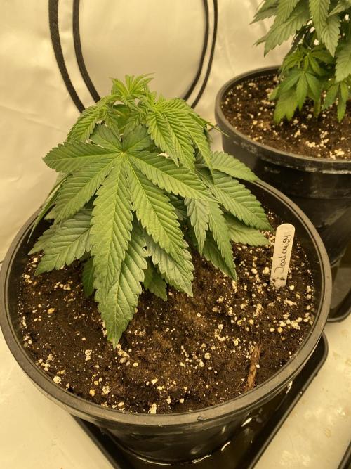 Barneys Jealousy. Week 2