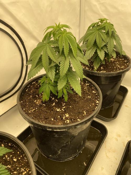 Barneys Jealousy. Week 2